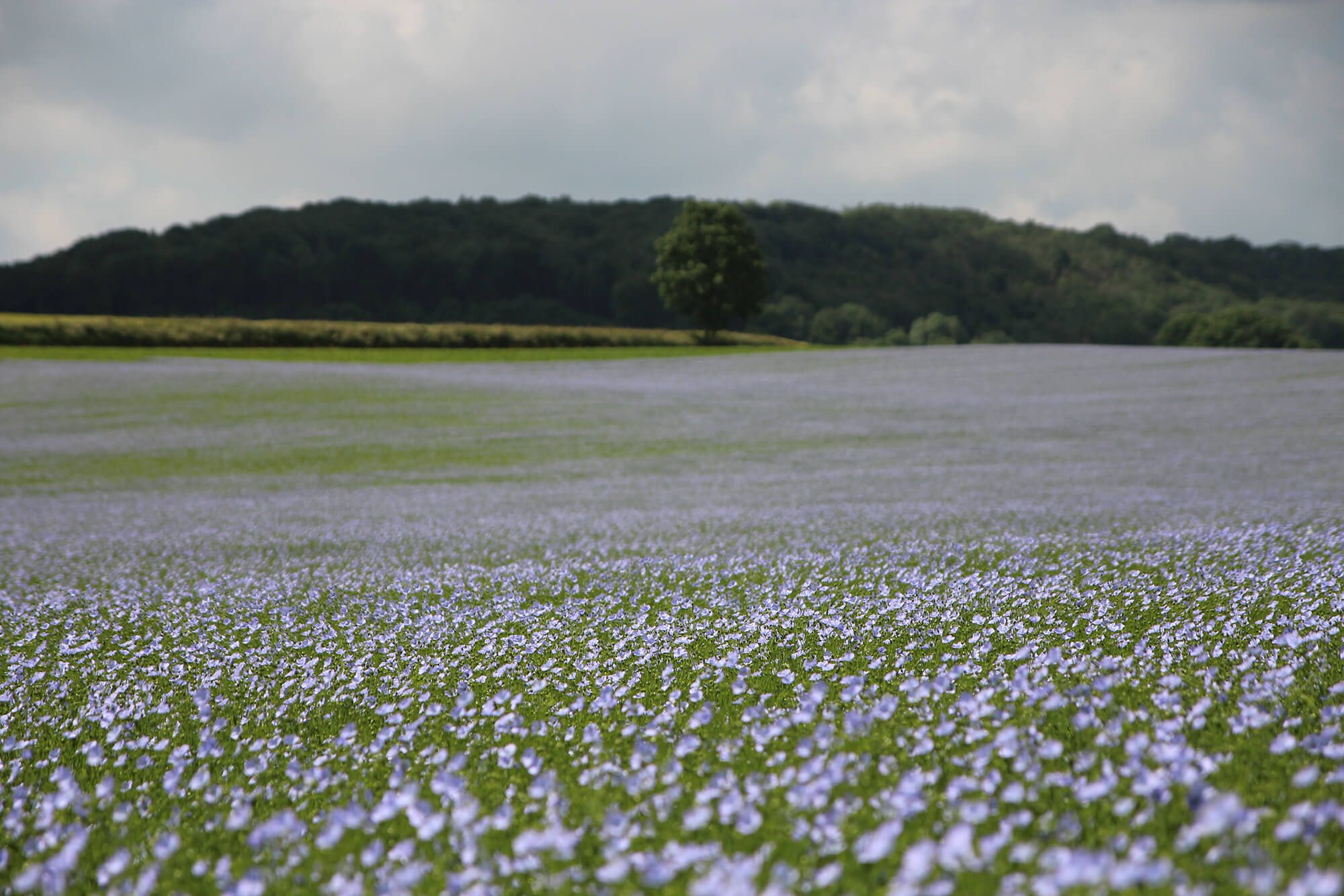Printemps du lin : la Seine-Maritime au rythme de la petite fleur bleue