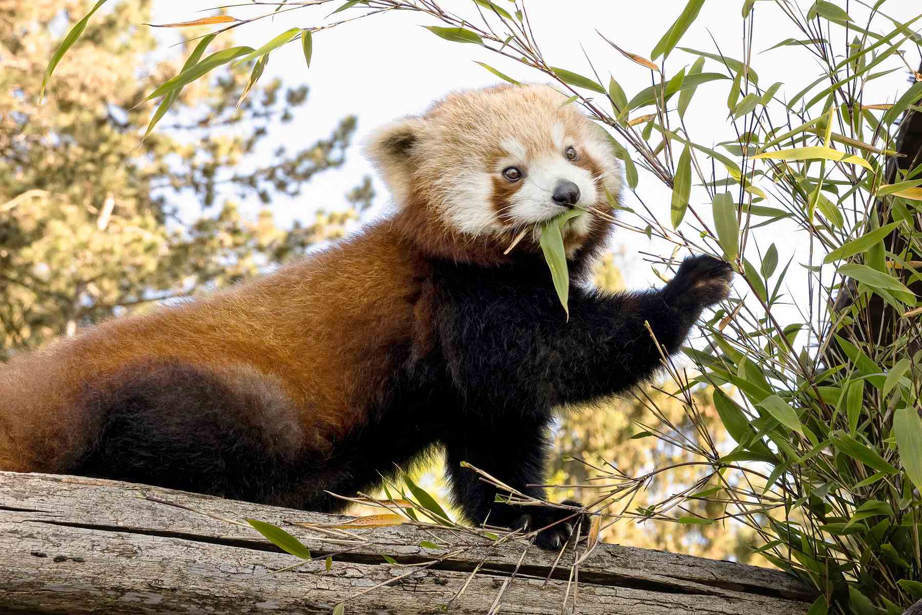 Saint-Quentin : Un panda roux tant attendu débarque au parc d’Isle