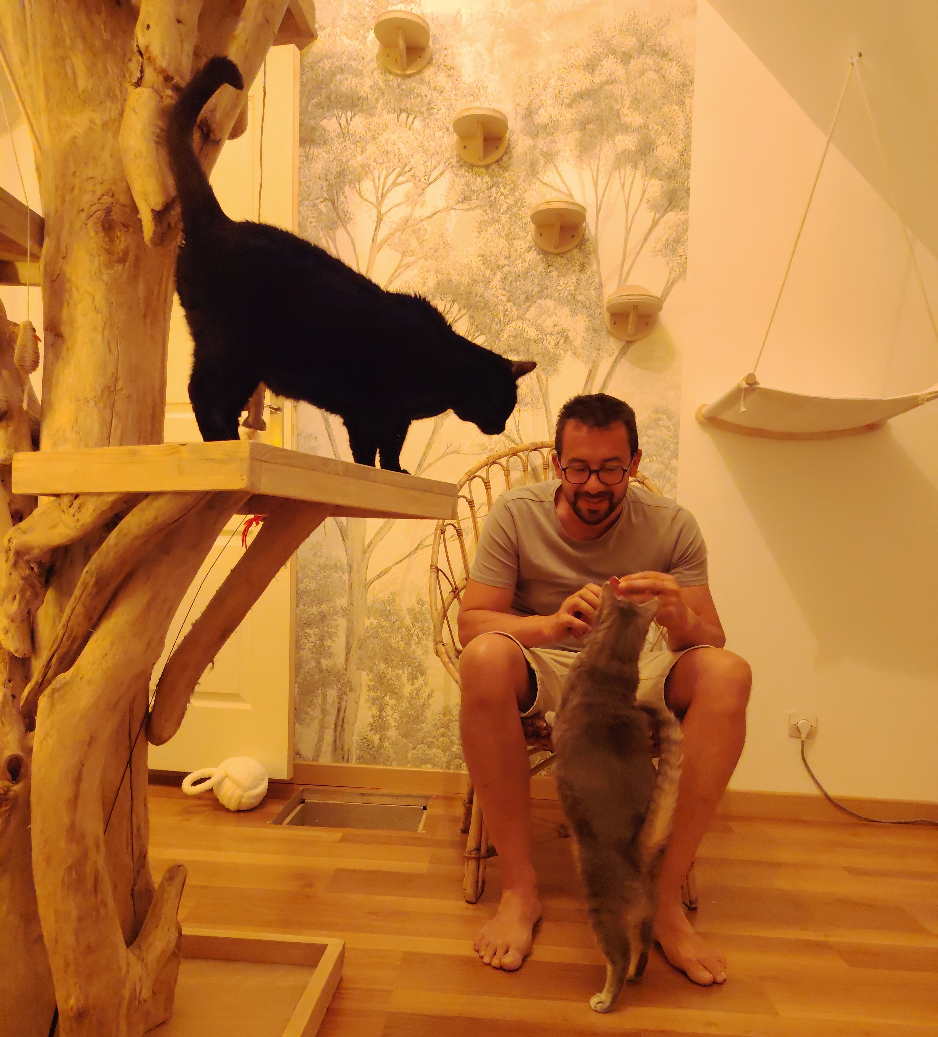 Une pension 4 étoiles pour chats à Salouël