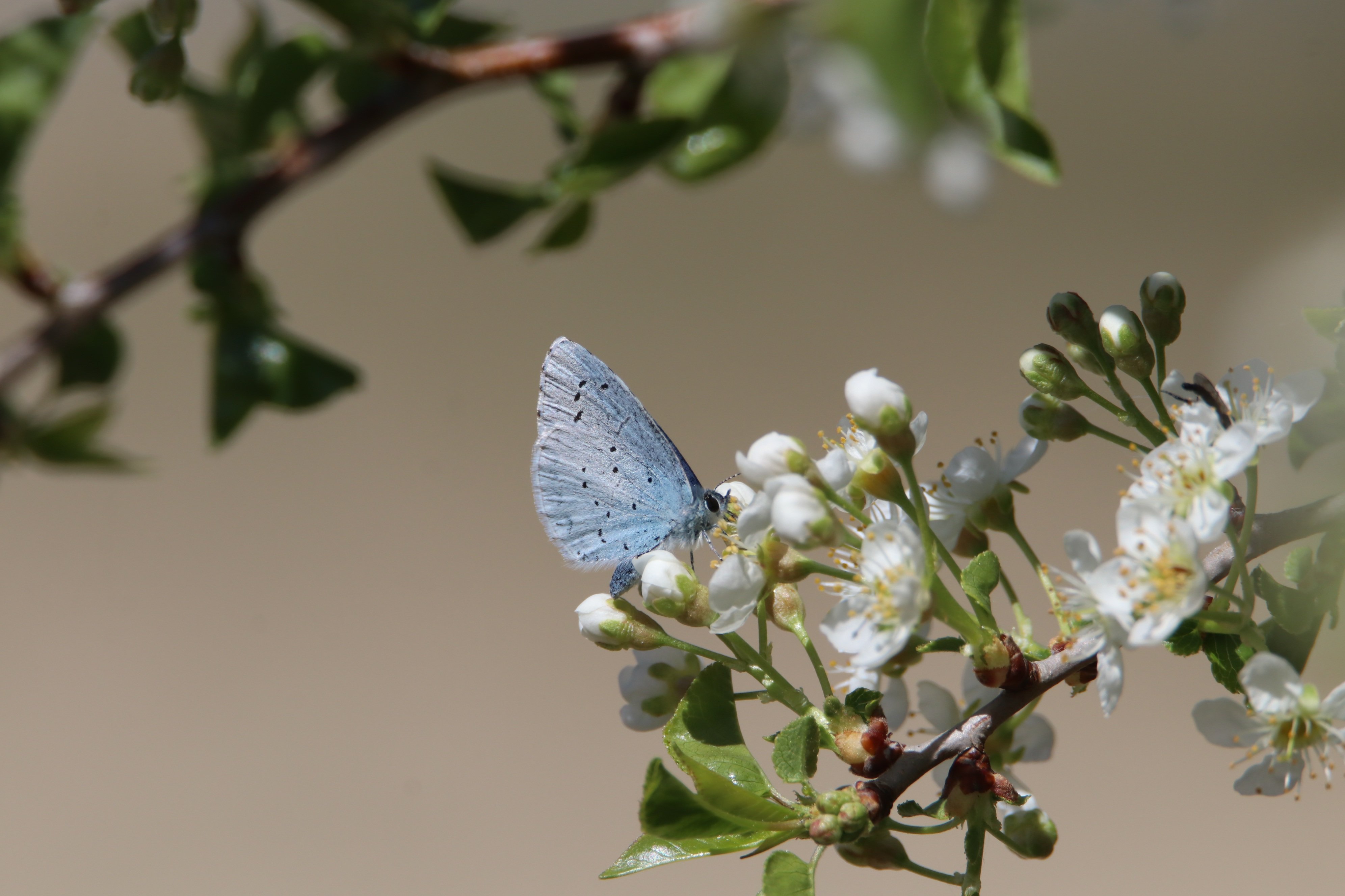 Biodiversité : la Caisse d'Epargne Hauts de France lance un appel à projets