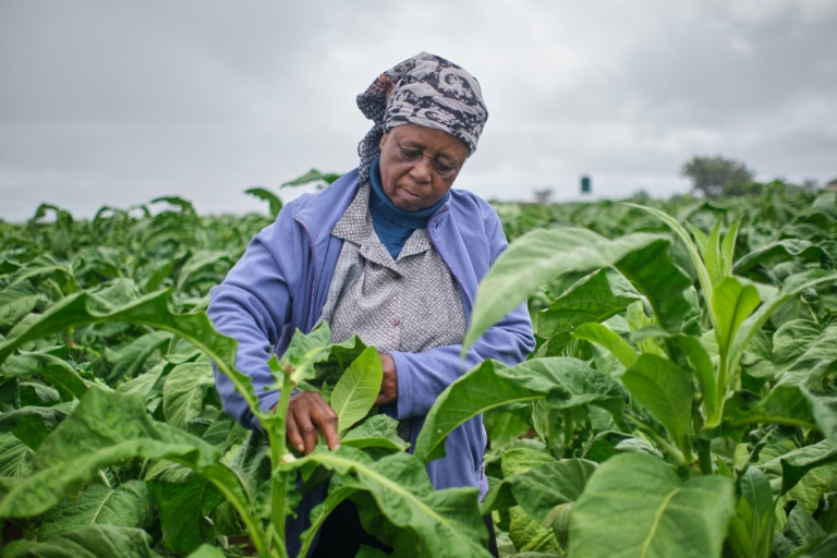 Zimbabwe: la production de tabac décolle, tirée par des fermiers sous contrat