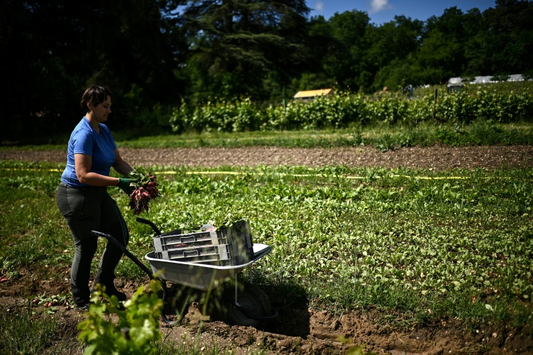 Dans le vignoble bordelais en crise, l'épineux chemin vers la diversification