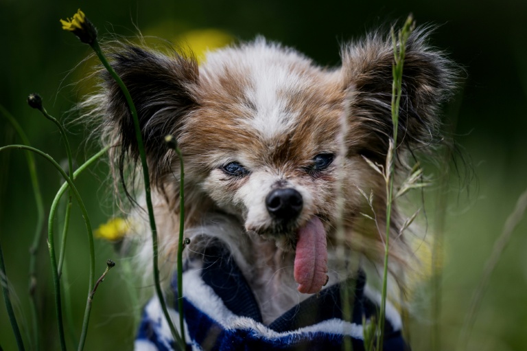 Lazare, probablement le chien le plus vieux du monde, est mort à 30 ans en France