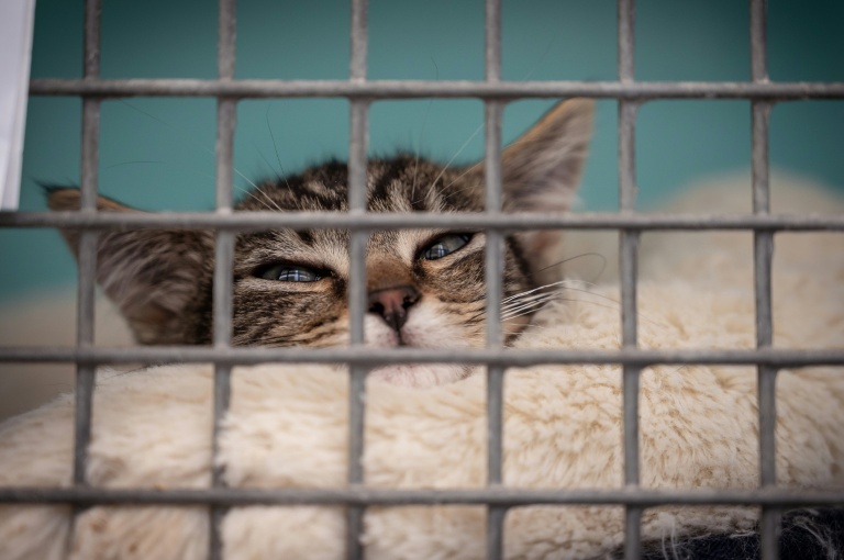 Les animaux, des victimes aussi reconnues par la justice