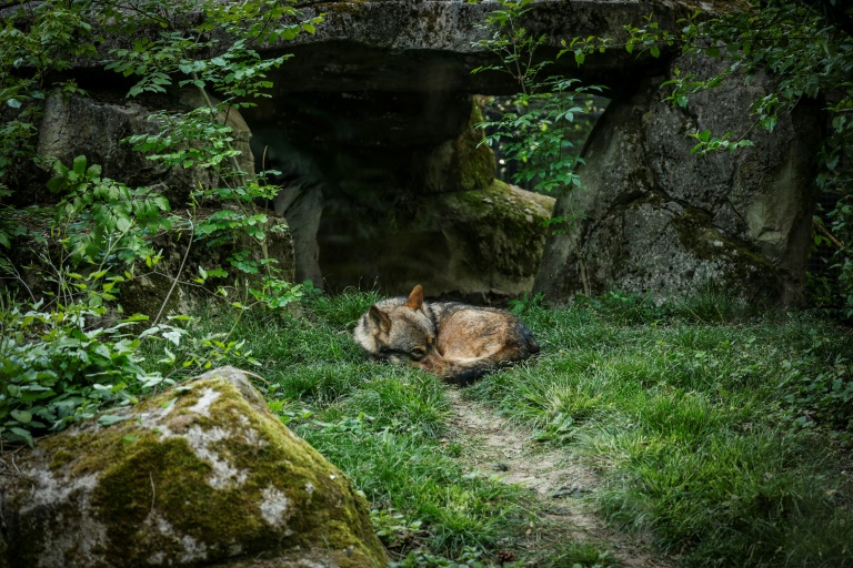 Tuer des loups dans les réserves naturelles ? Les ONG vent debout