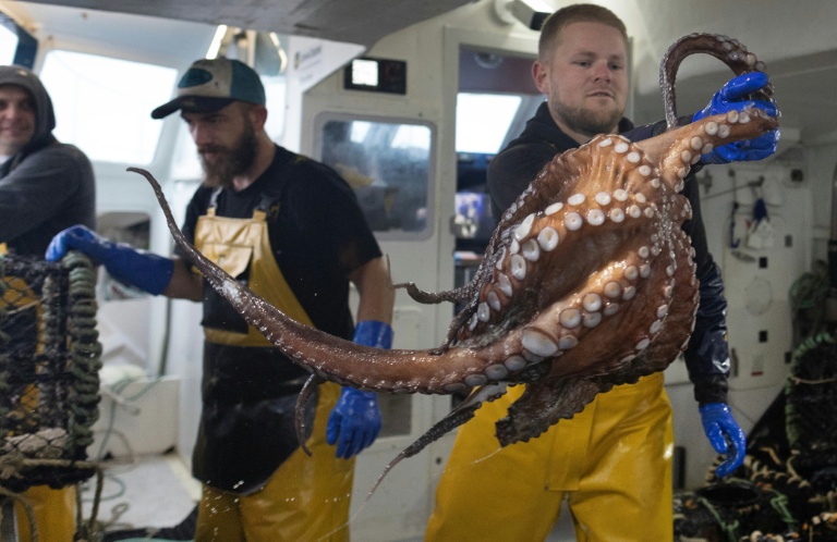 Le spectaculaire retour du poulpe, nouvelle manne des pêcheurs bretons