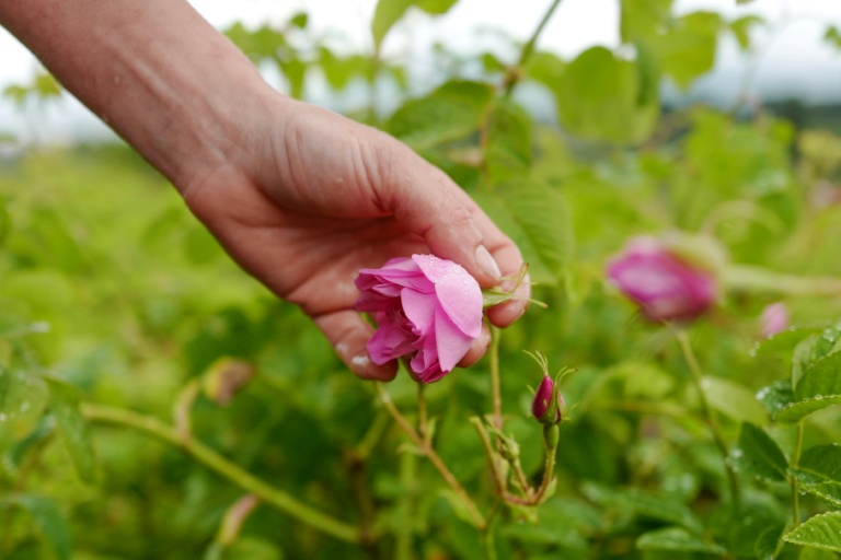 Un temps délaissée, Grasse est redevenue le coeur battant de la parfumerie