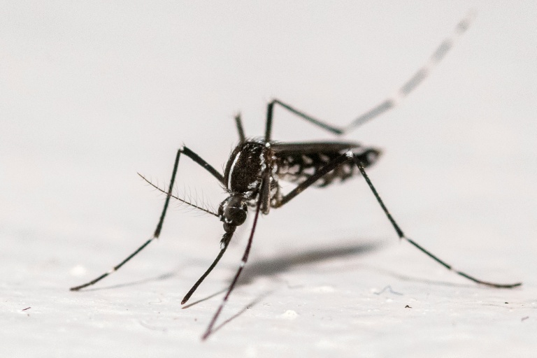 Chikungunya, dengue, Zika: 92 cas importés dans l'Hexagone depuis début mai