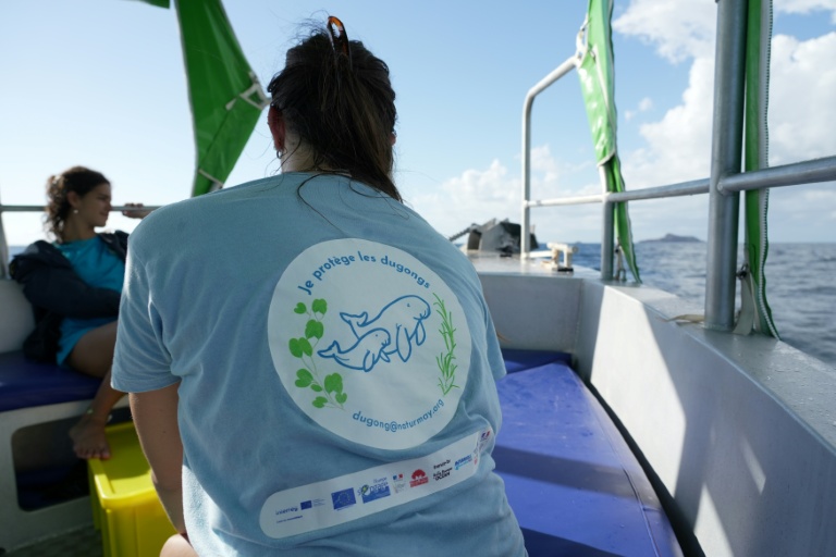 Mayotte: sur la piste des dugongs, mammifères mythiques en danger d'extinction