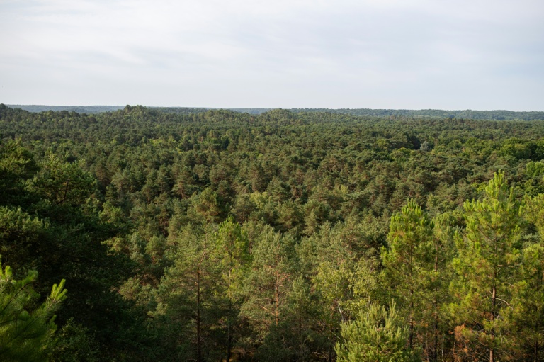 Canicule: quand les arbres arrêtent de transpirer