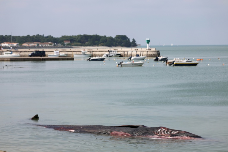 Une baleine échouée sur une plage de l'Ile de ré