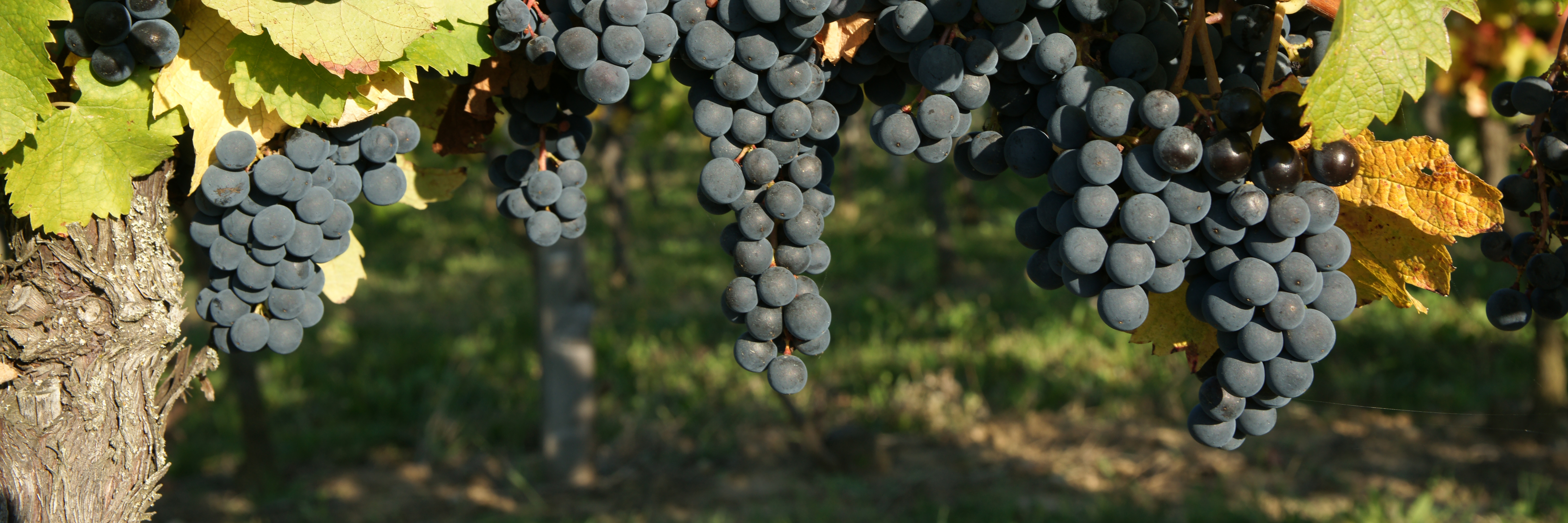 Vin : la Bourgogne résiste au ralentissement mondial