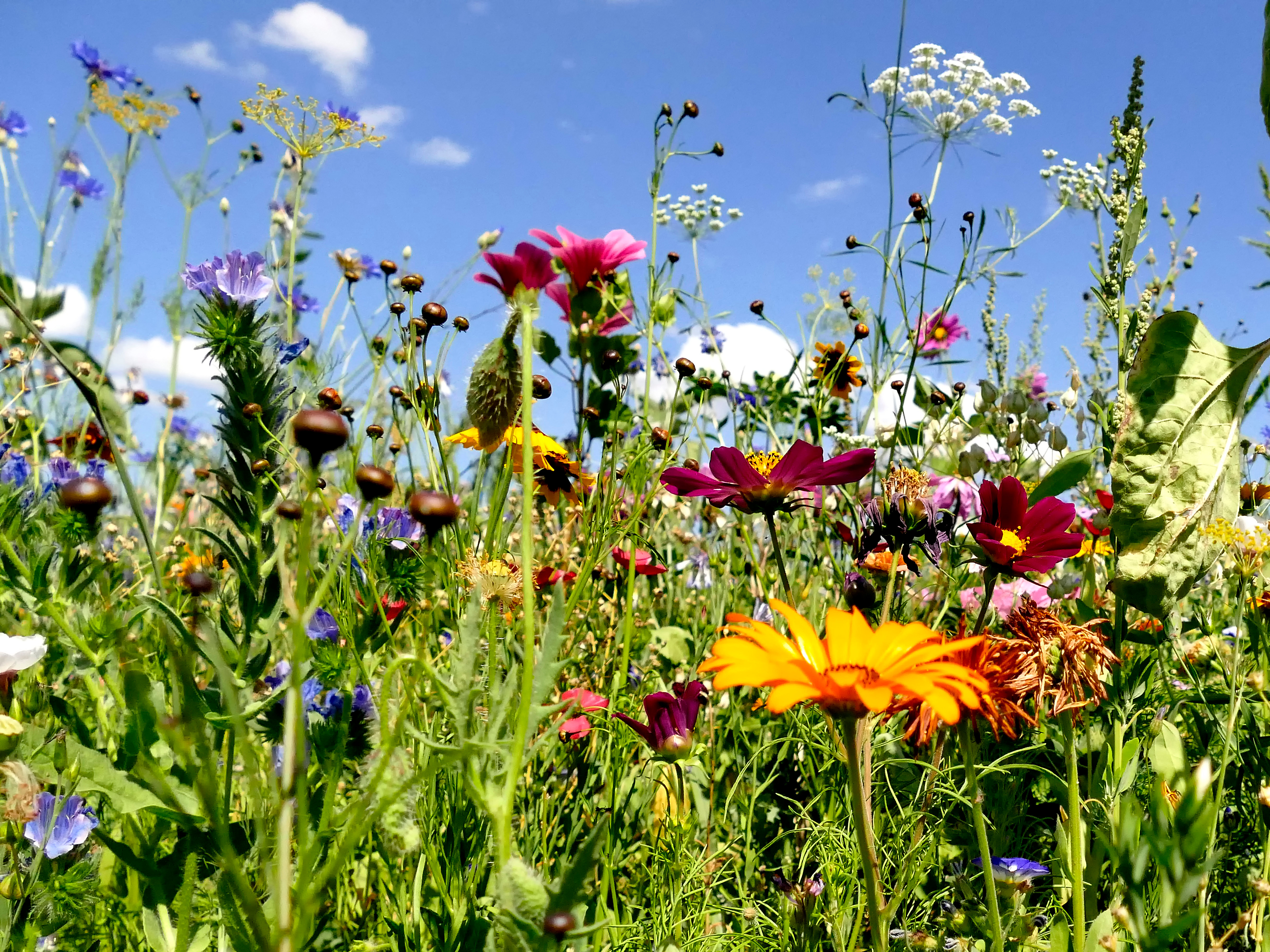 Nancy : Biodiv’Estival, un événement pour structurer l’économie locale de la biodiversité et de la transition écologique