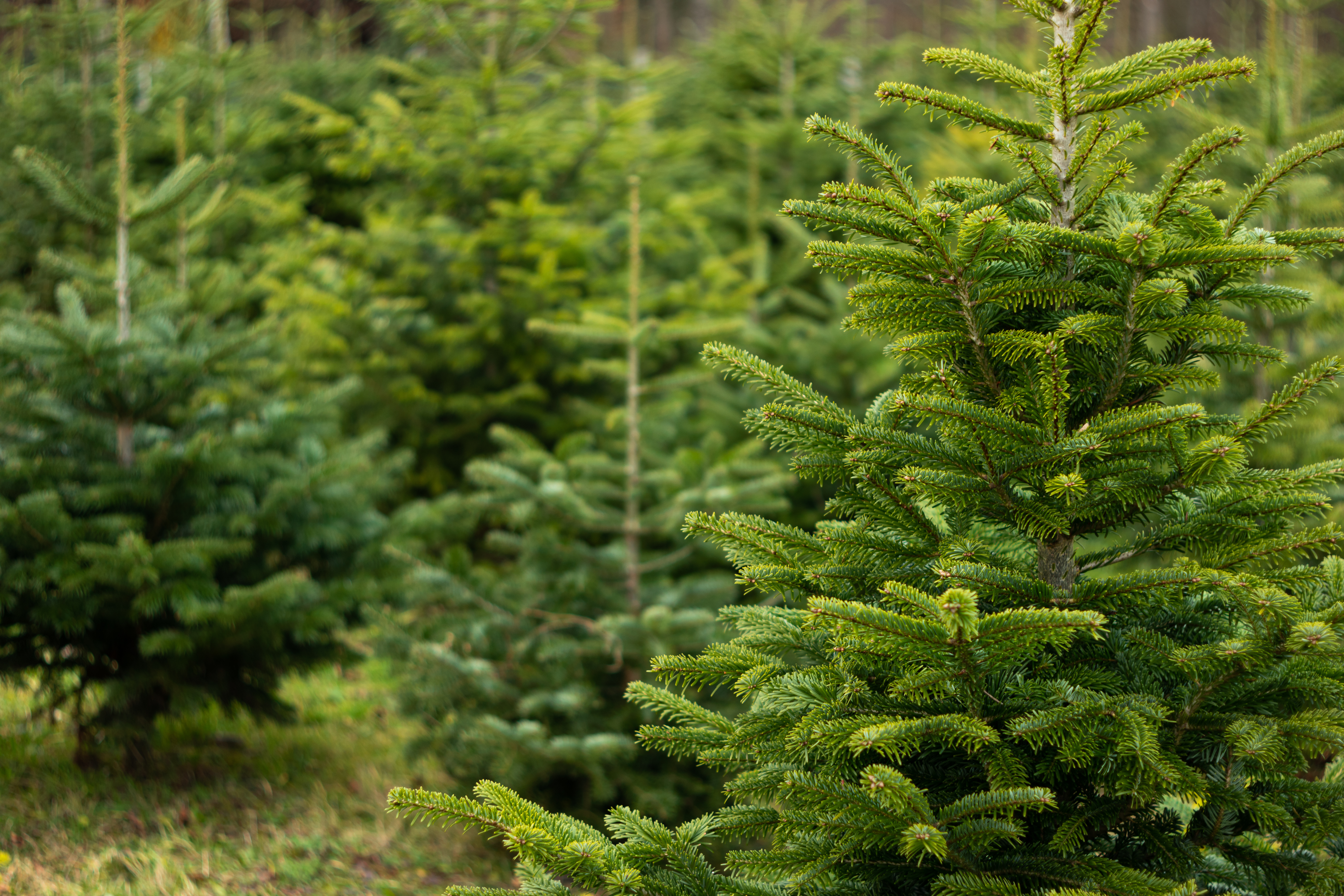 Saulieu accueillera Sapin Expo, le rendez-vous des producteurs de sapins de Noël