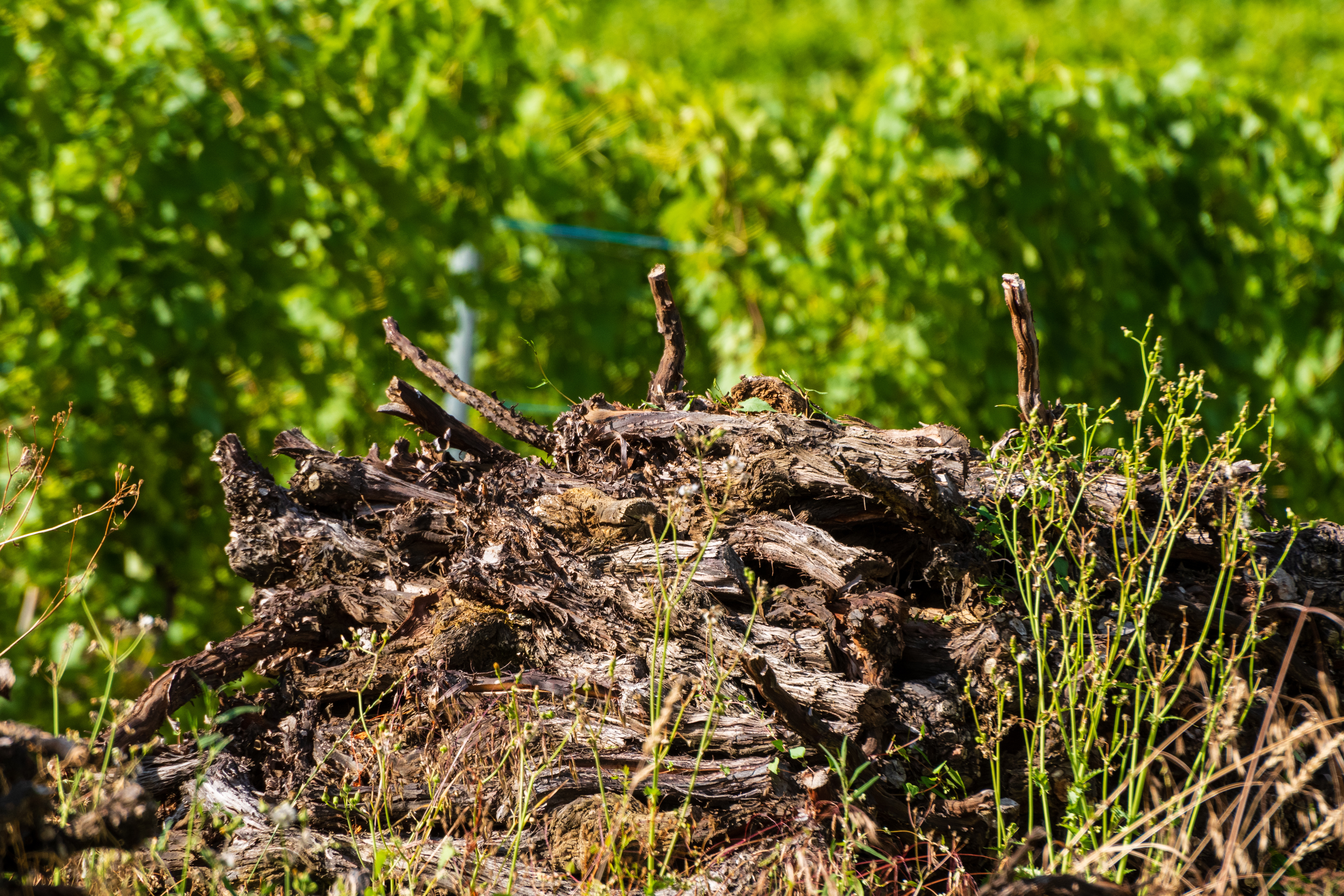 Flavescence dorée : les vignobles du sud de la Bourgogne renforcent leur vigilance