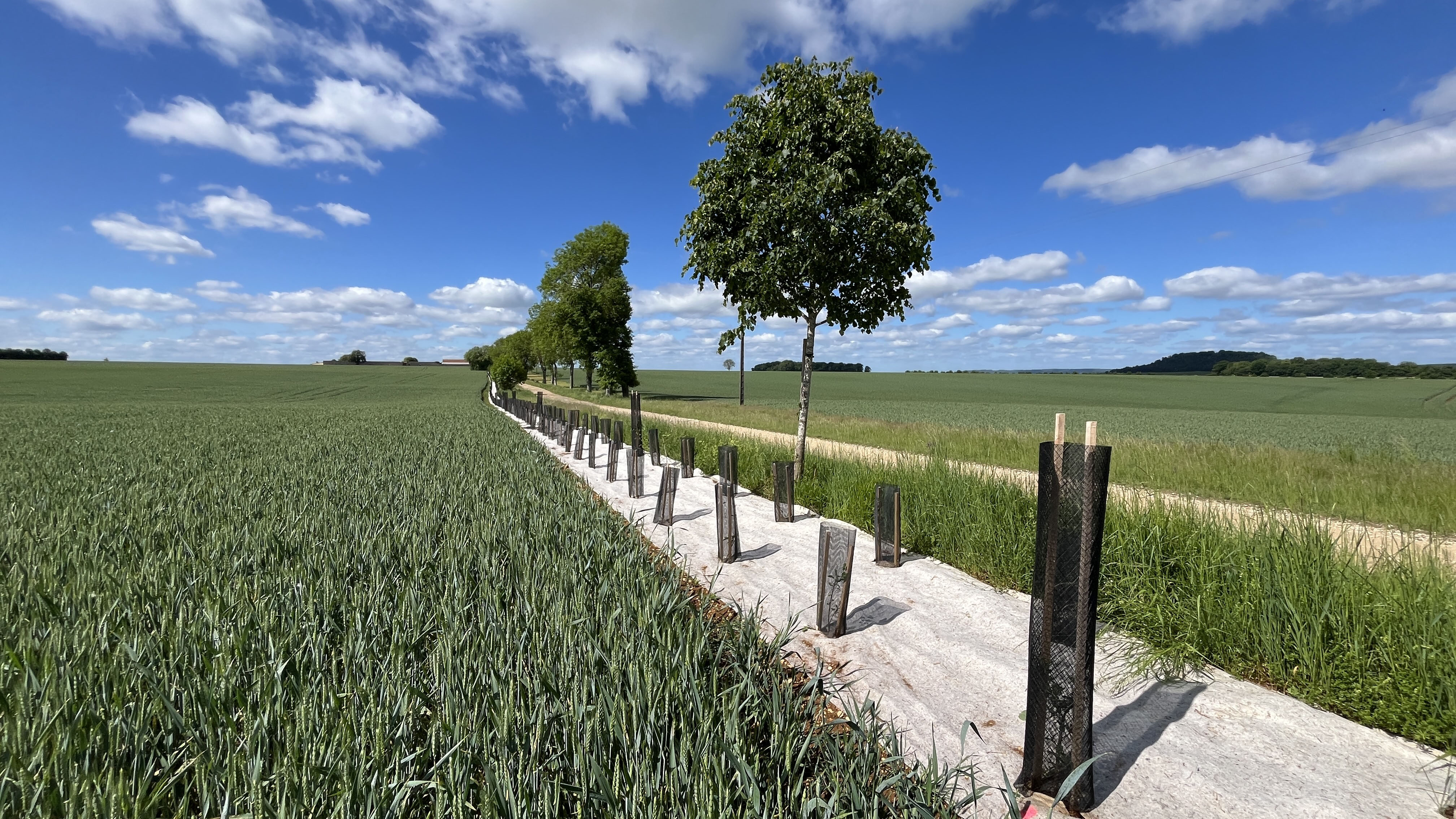 Leuglay : Naudet Agroforesterie mise sur les arbres pour renforcer la résilience des exploitations agricoles