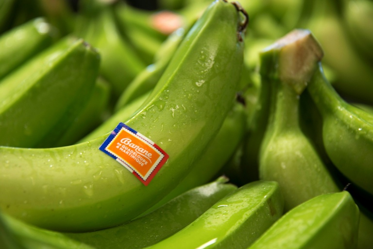 Antilles: pour sauver leurs bananes, les producteurs comptent sur une nouvelle génération d'OGM