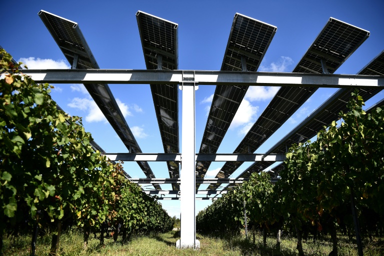 Des vignerons séduits par l'agrivoltaïsme face aux aléas du climat
