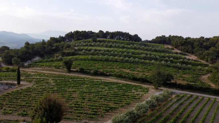 Face au réchauffement, le retour des arbres à la rescousse de la vigne