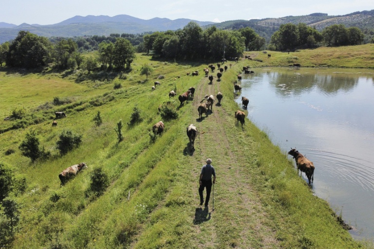 Au pays du yaourt, les producteurs de lait bulgares perdent pied