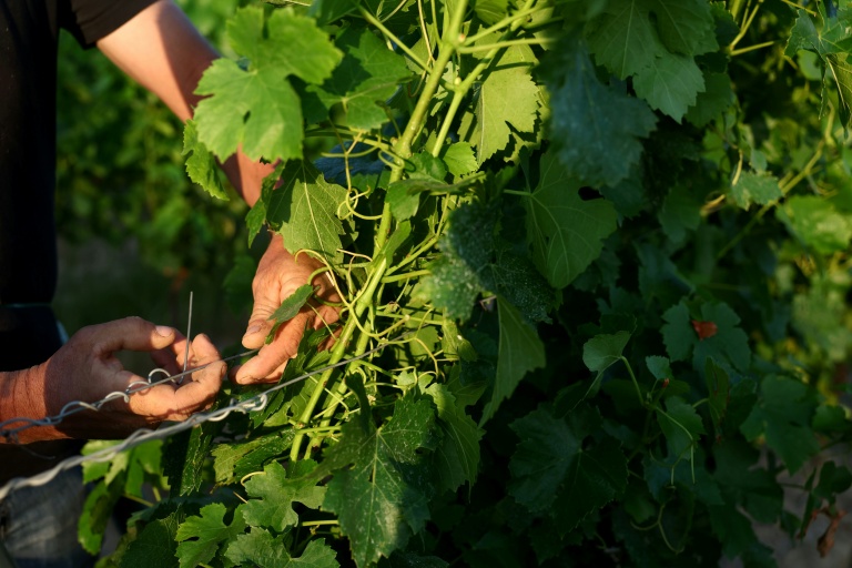 Blés secs et volailles asphyxiées: l'effet caniculaire en agriculture