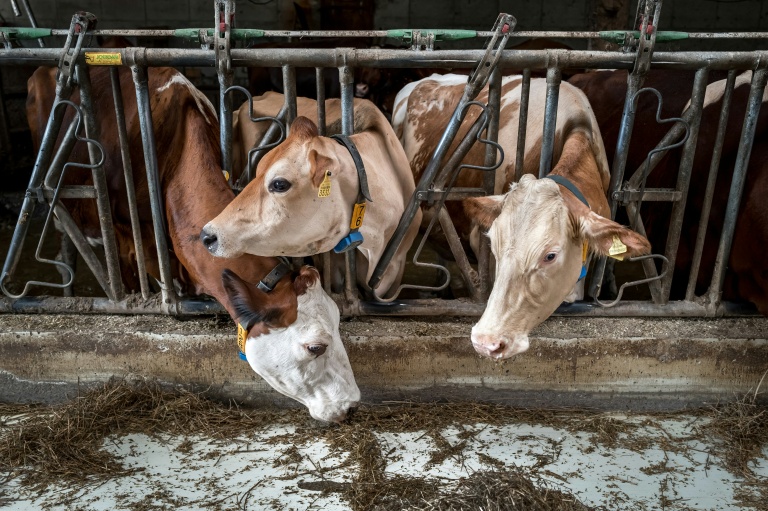 Privées d'alpages français à cause de la dermatose, les vaches suisses étouffent en plaine