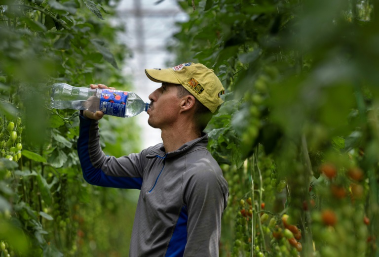 Dans les serres de tomates, ouvriers et bourdons à l'épreuve de la canicule
