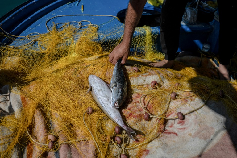 Grèce: le gouvernement offre des primes aux pêcheurs capturant des poissons-ballons