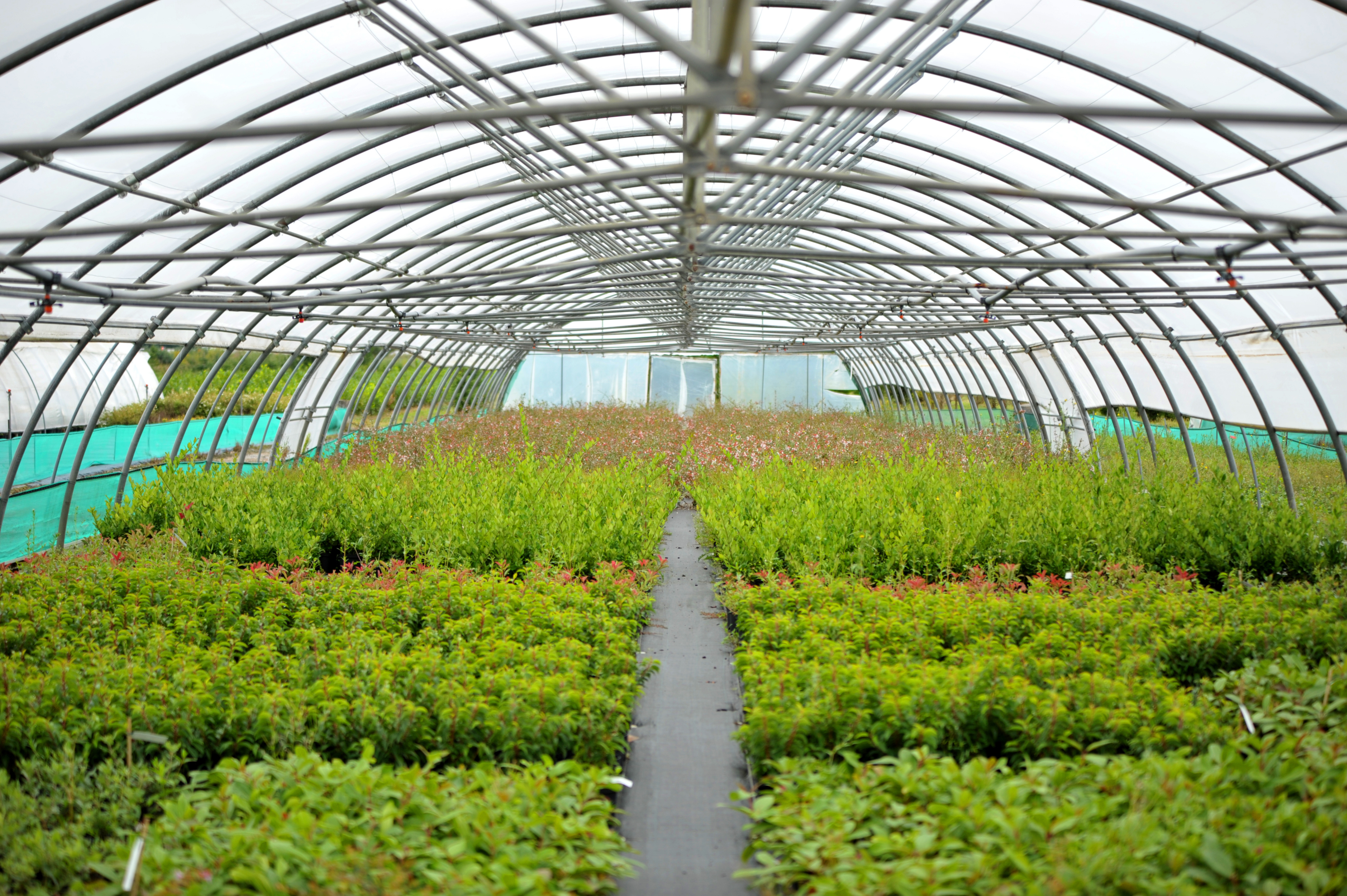 Agroforesterie : Naudet renforce son positionnement en Saône-et-Loire