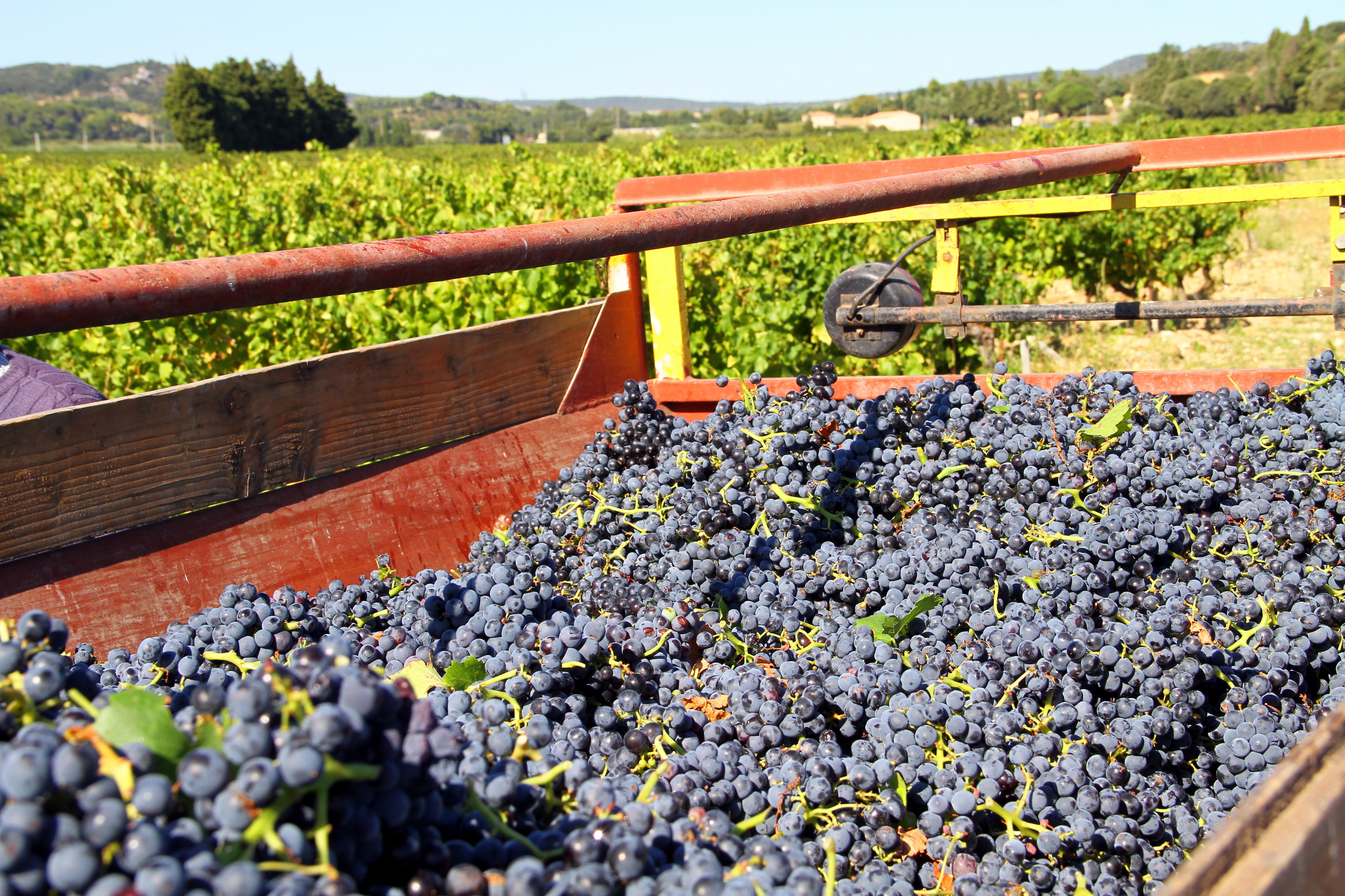 Vendanges en Saône-et-Loire : un dispositif saisonnier qui gagne en ampleur