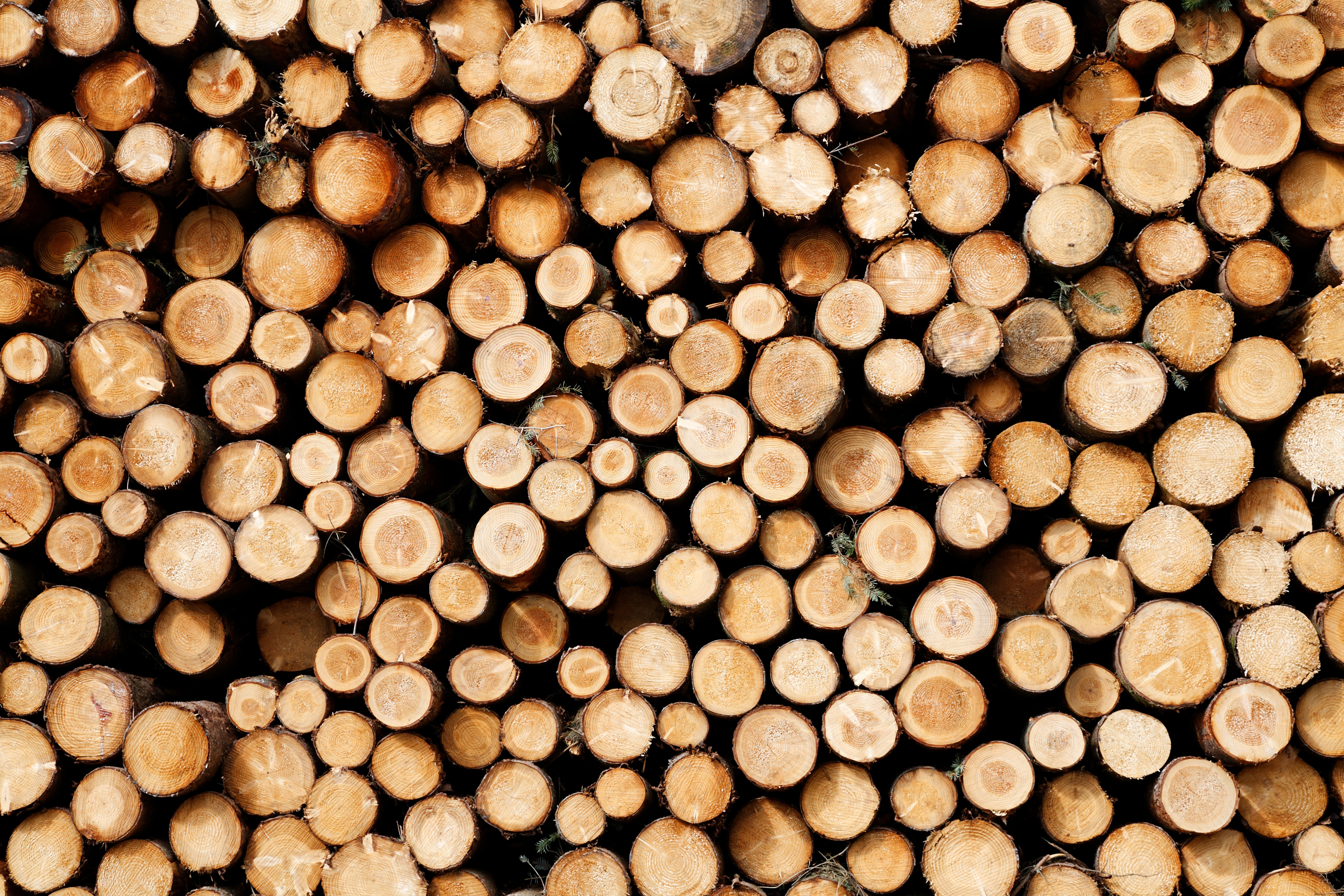 Le bois français face à ses limites structurelles
