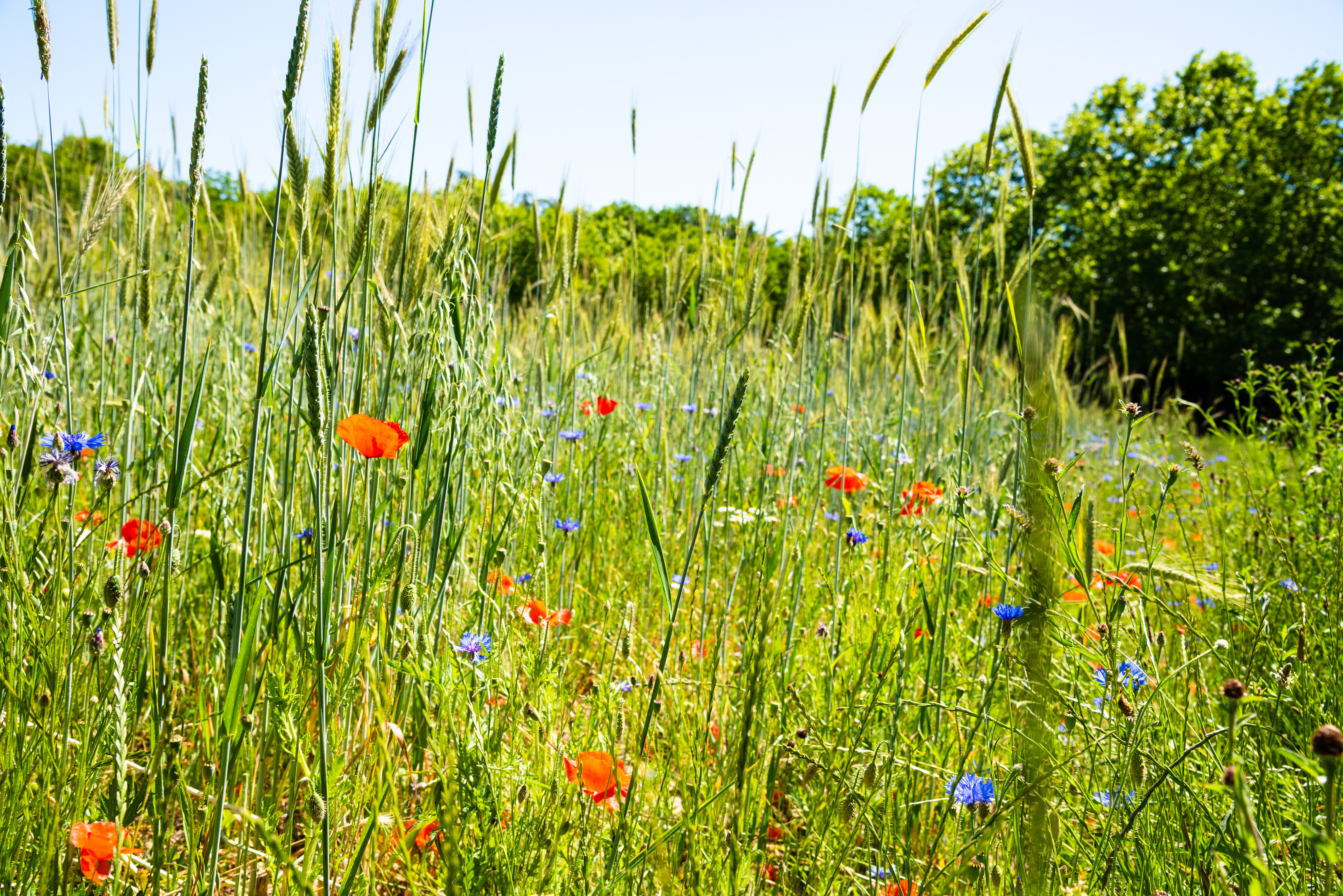 Le déclin de la biodiversité en France se poursuit, mais il n’est pas inéluctable