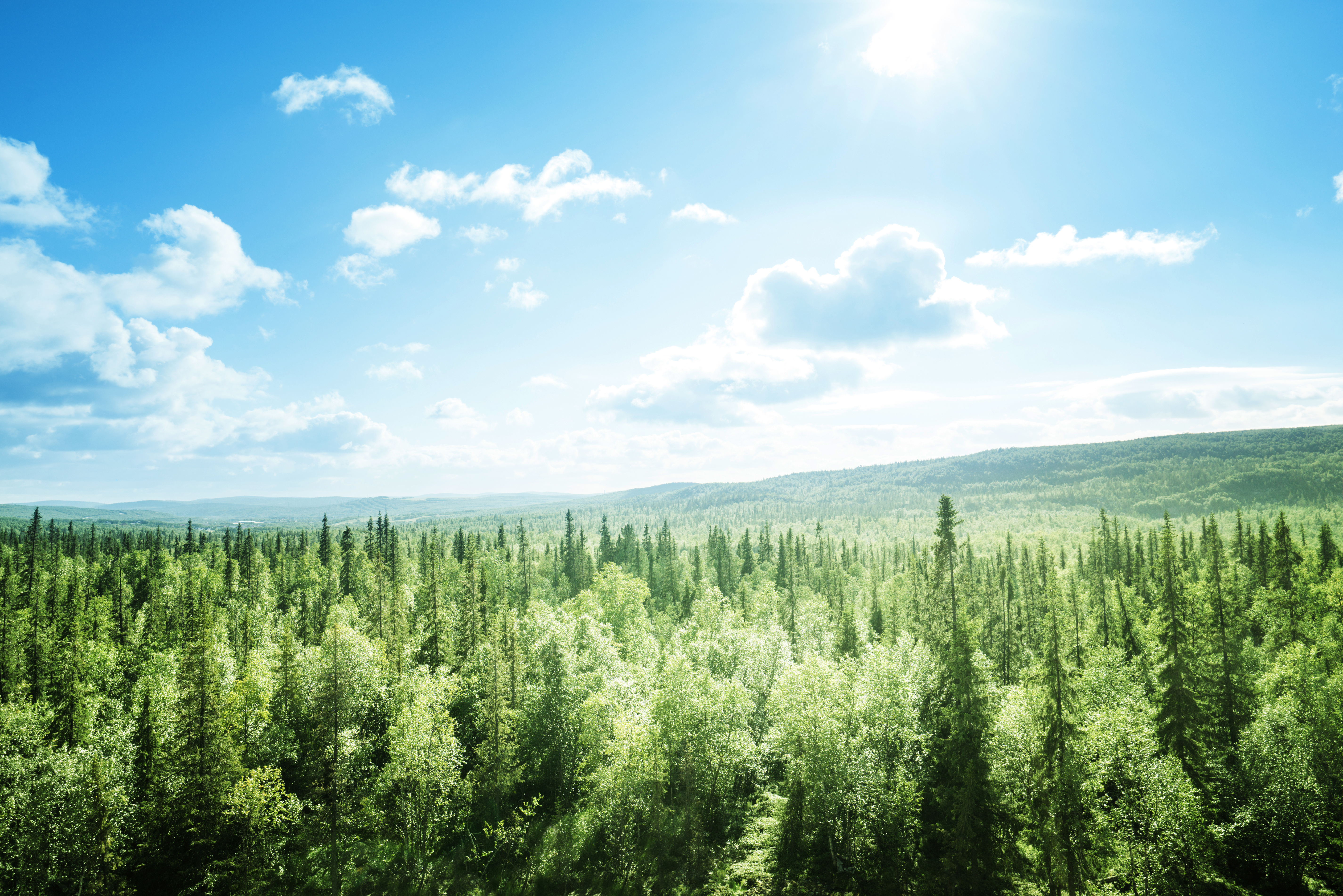 La forêt, un casse-tête pour les collectivités locales ?