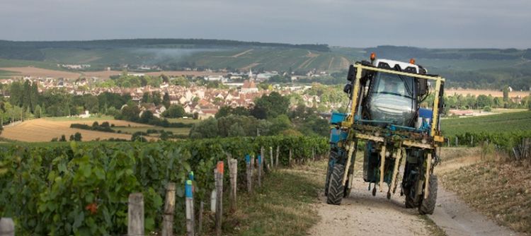 Bourgogne : une enquête pour comprendre le lien entre paysages viticoles et bien-être