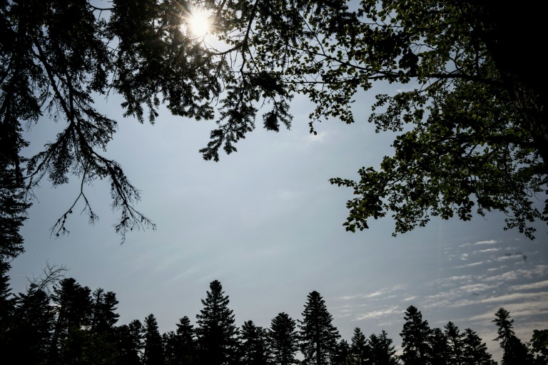 Les arbres résistent pour l'instant à la canicule mais danger pour le reste de l'été