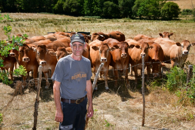 Dans la Creuse asséchée, les prairies grillent et les éleveurs s'alarment