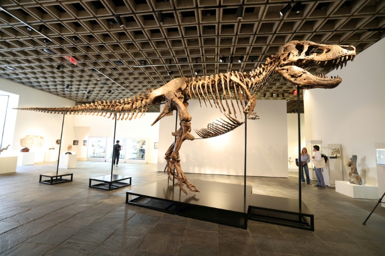 Un T-Rex vendu 50 millions de dollars à New York, le plus cher jamais vendu