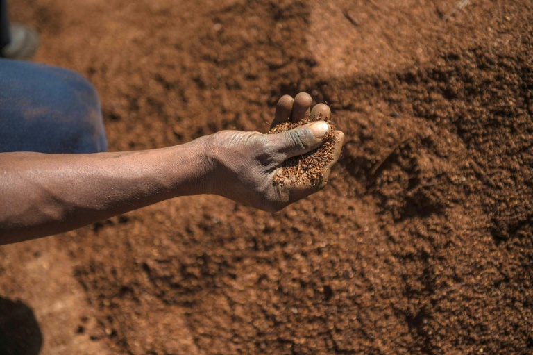 Des graines de rooibos sud-africain en route vers l'espace