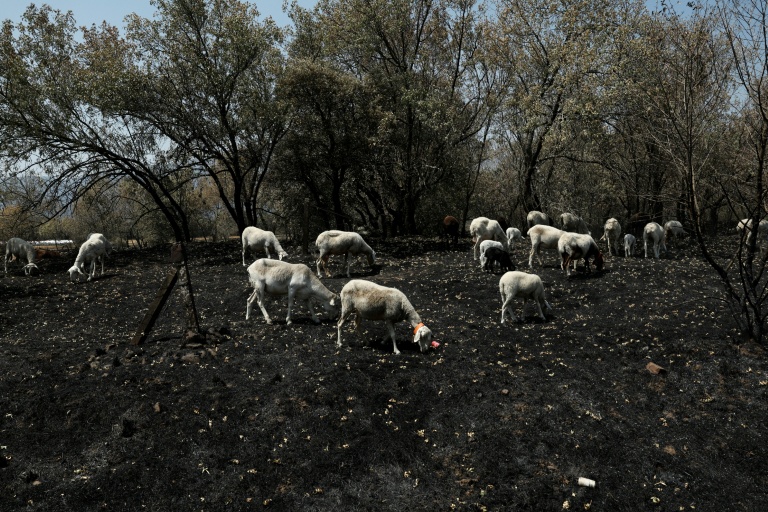 Incendies en Espagne : sans reprises de feux, des dizaines de milliers d'évacués rentrent chez eux