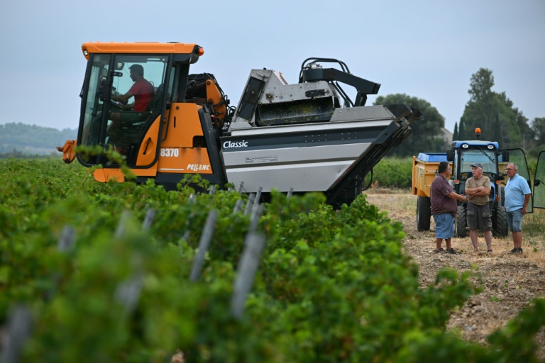 A l'est de l'Occitanie, vendanges précoces après des mois de températures record