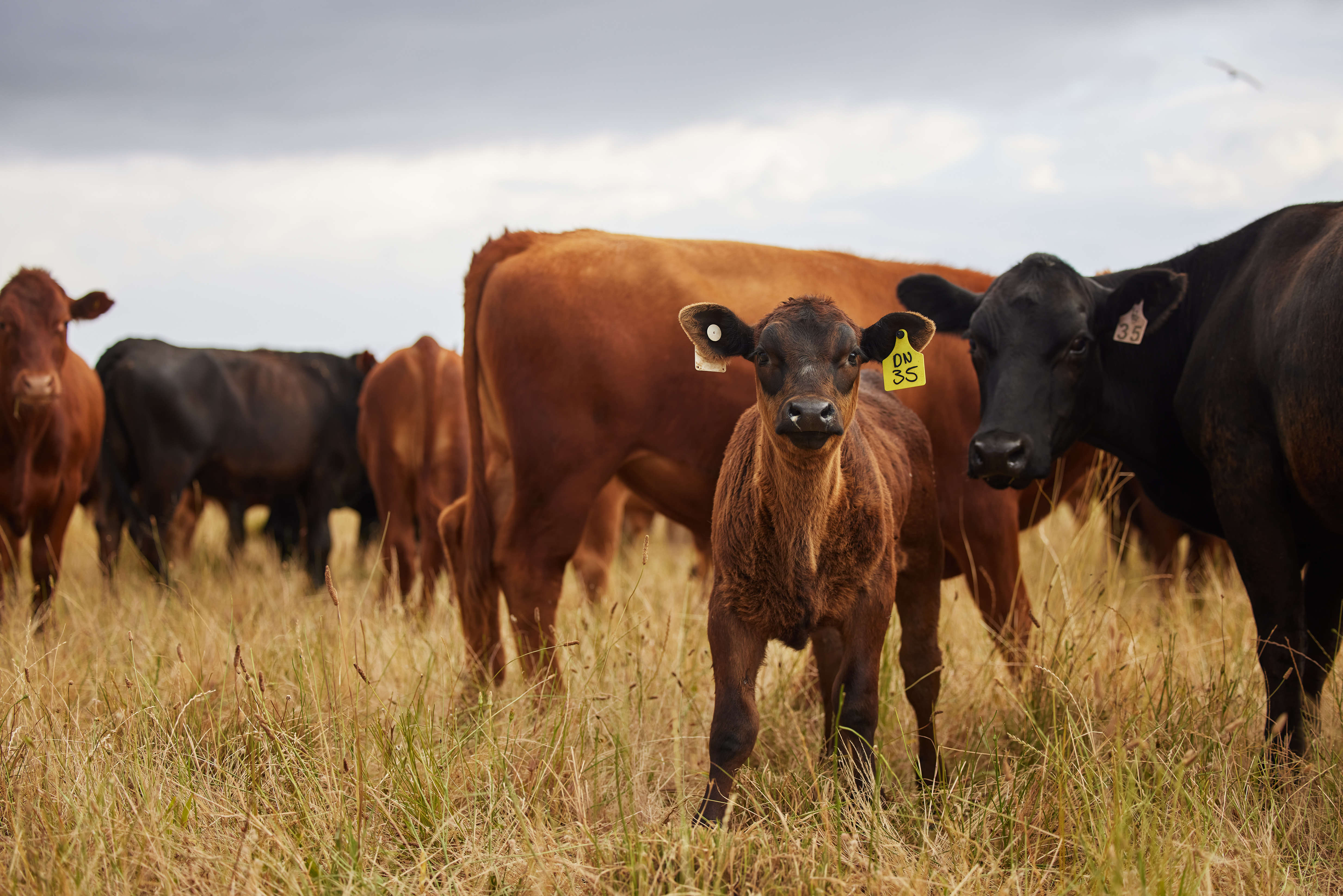 Saône-et-Loire : la filière bovine réclame des prix plus justes