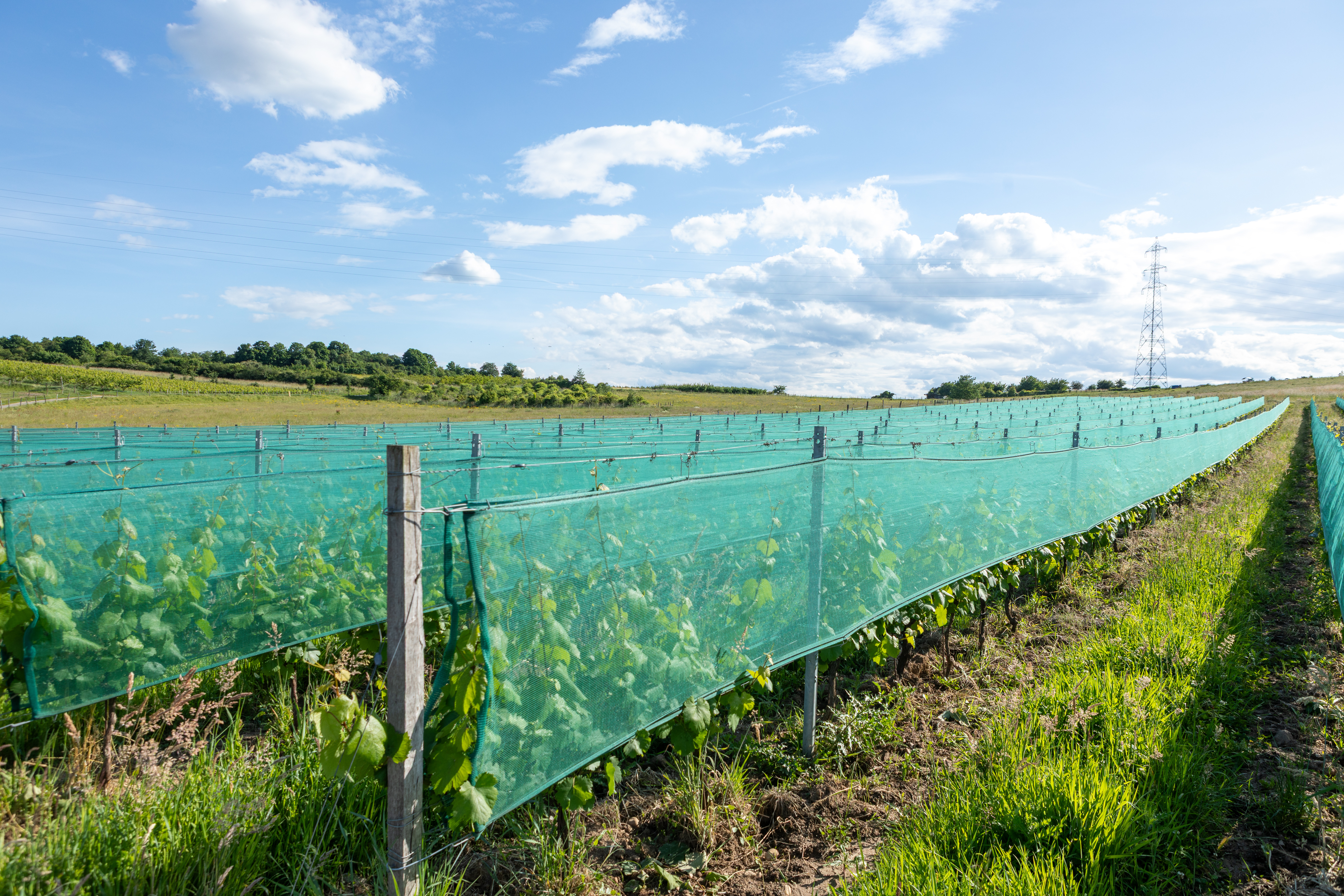 La Bourgogne-Franche-Comté recrute pour assurer les vendanges 2026
