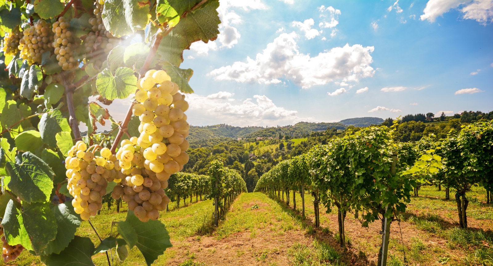La Saône et Loire lance le plan Cap-2050 pour adapter le vignoble face aux canicules