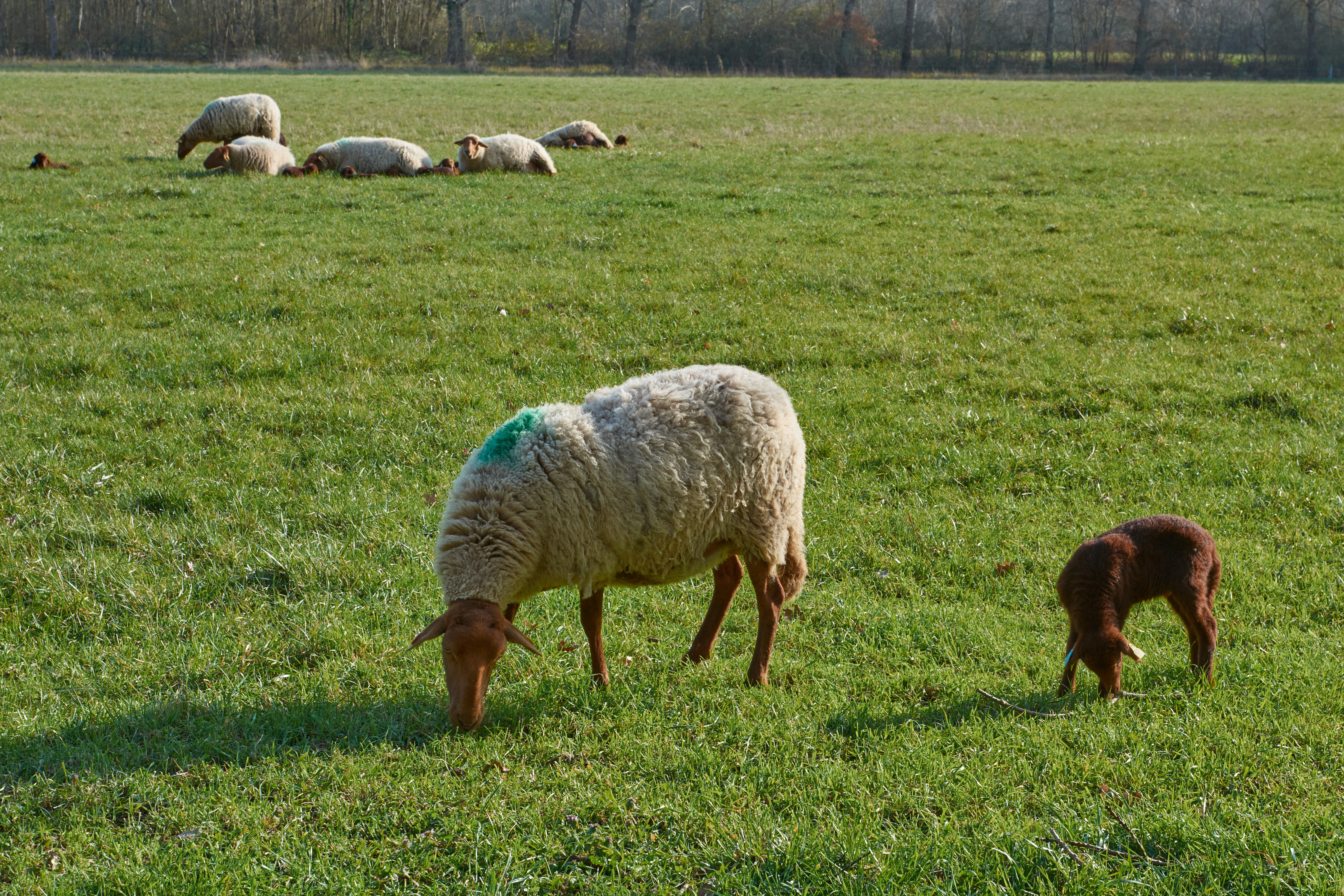 Éco-pastoralisme : le Conservatoire d'espaces naturels de Bourgogne affiche des résultats encourageants