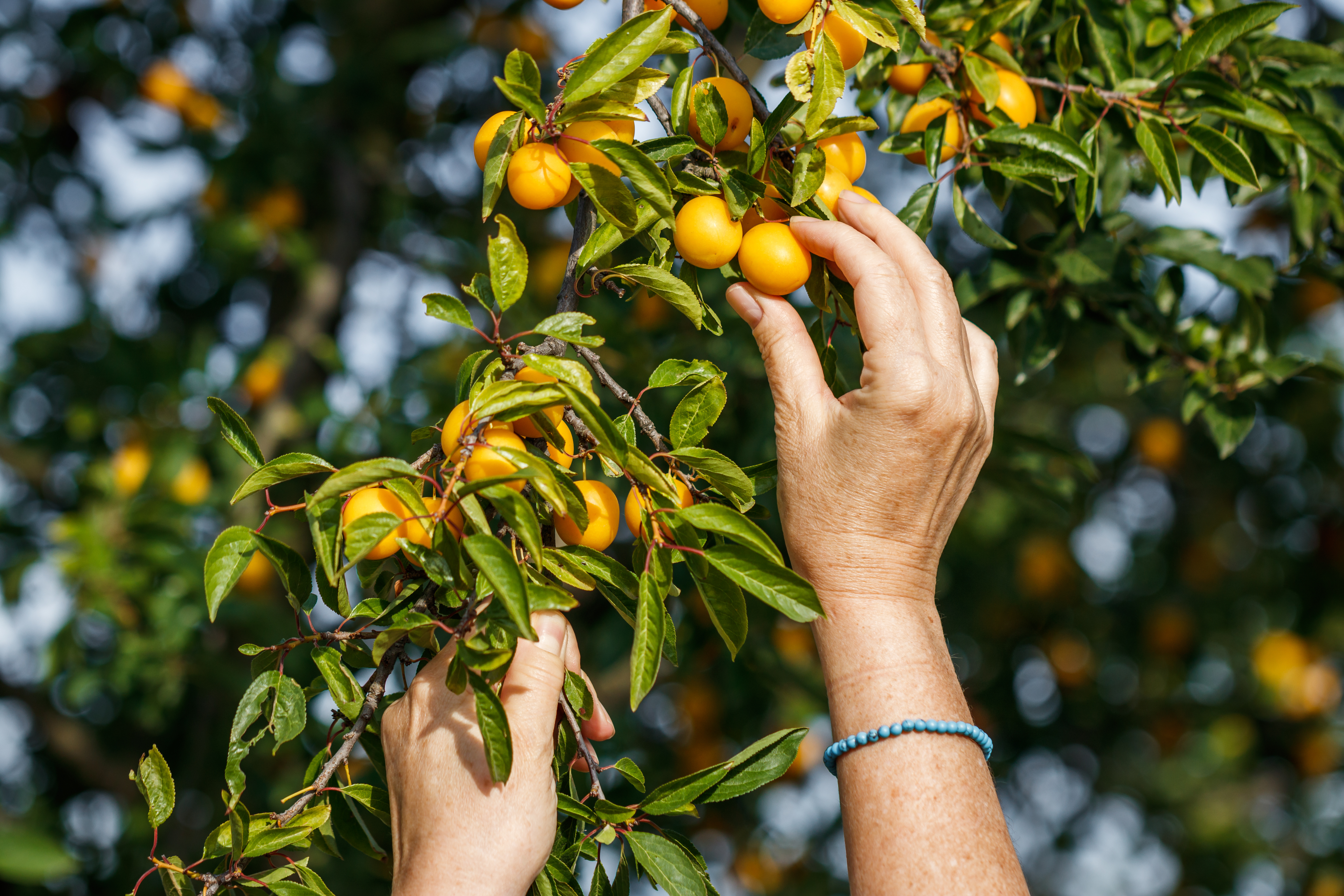 En Lorraine, les mirabelles sont de retour sur les étals