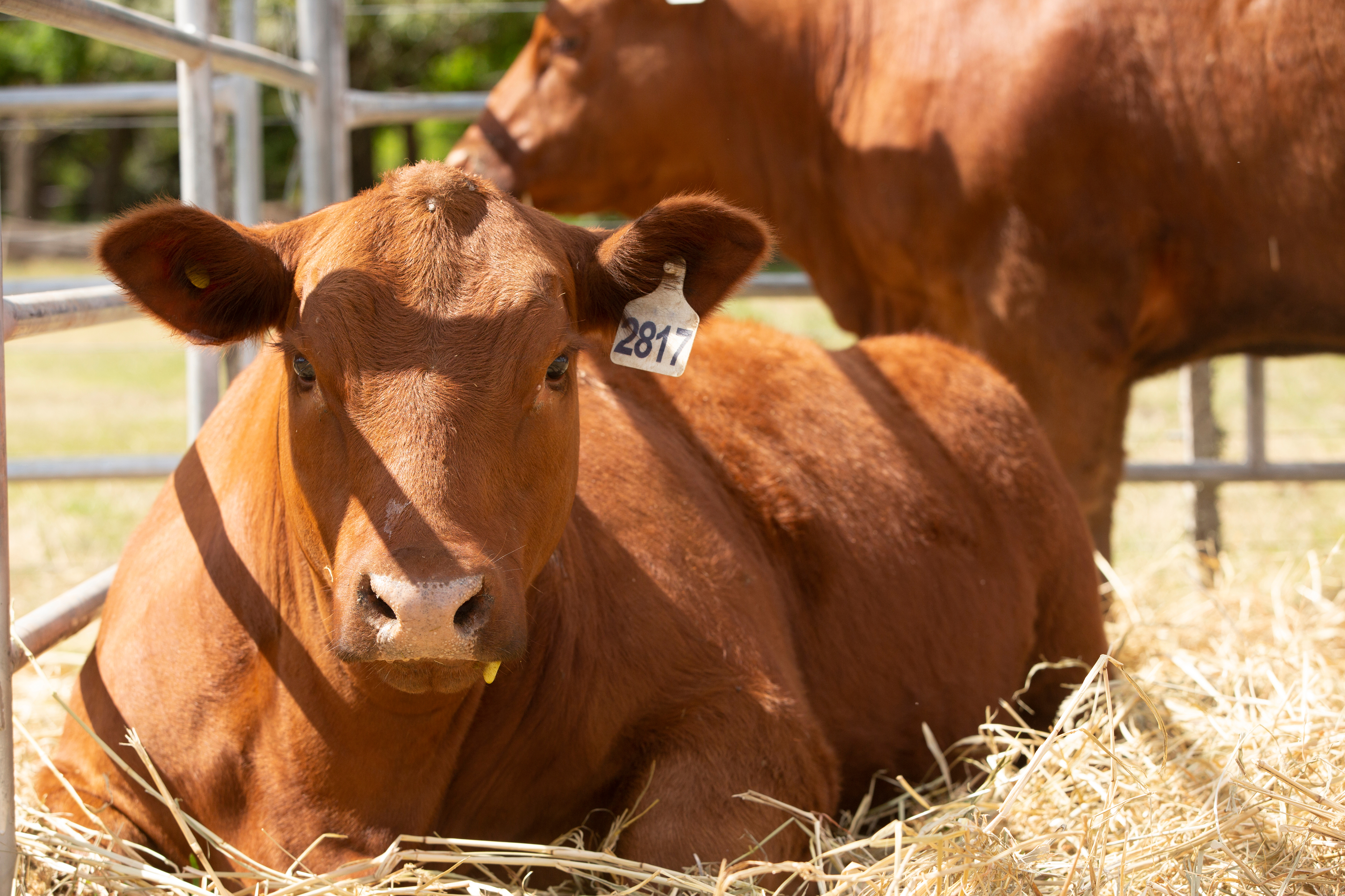 Les éleveurs de Côte-d'Or mobilisés contre la baisse des prix de la viande