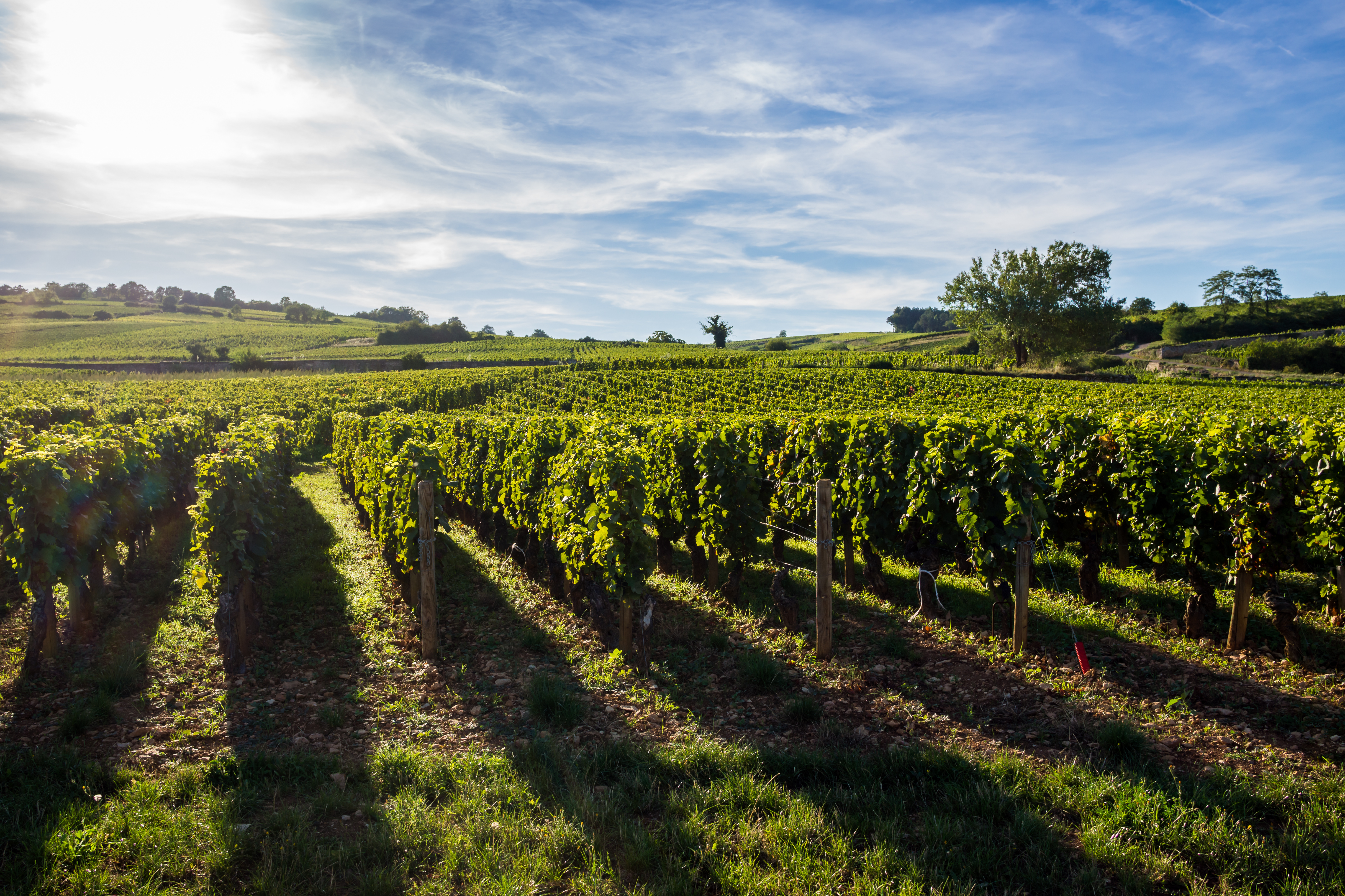 Côte-d'Or : une enquête explore le lien entre biodiversité et bien-être dans les vignobles