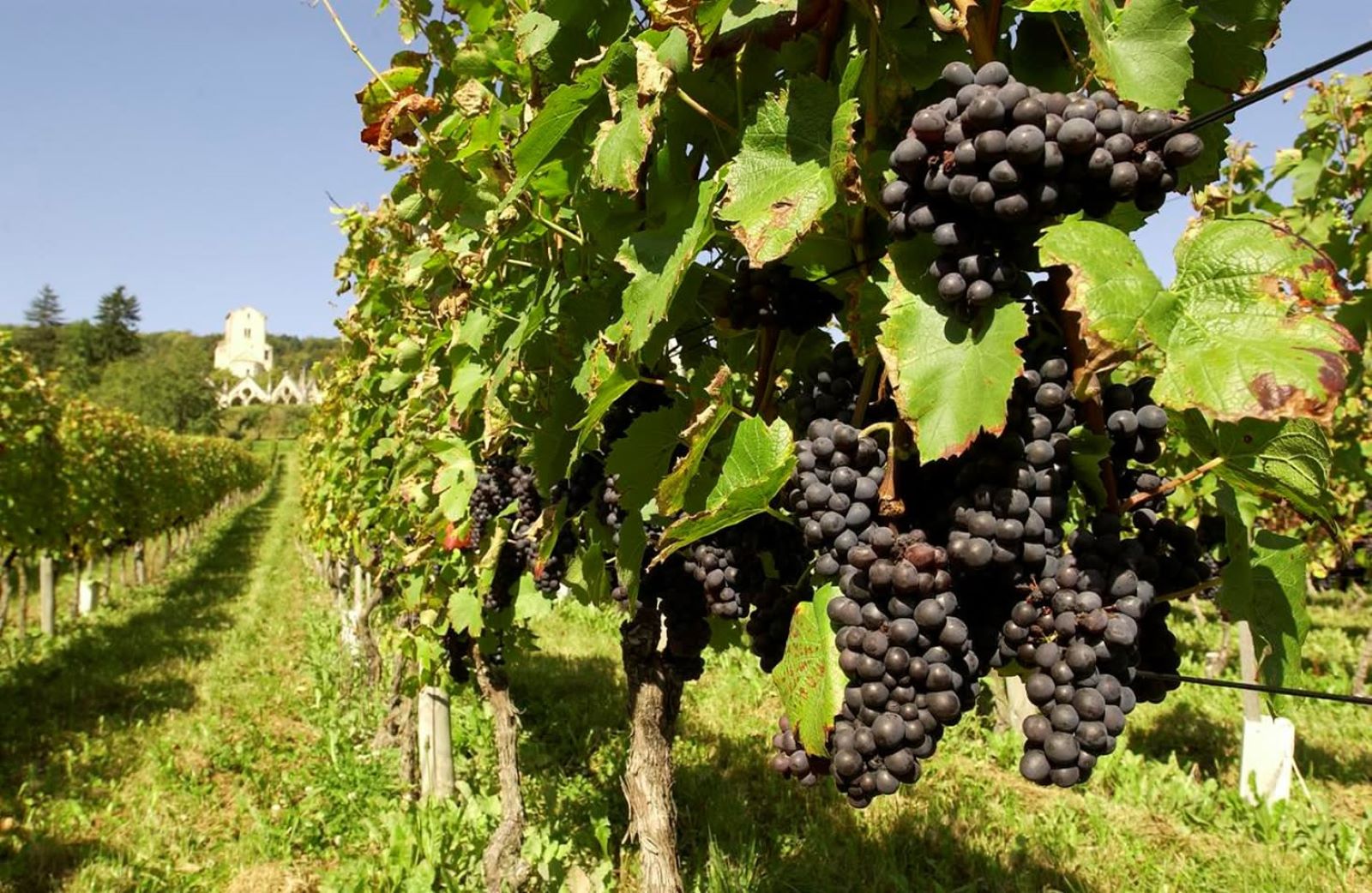 L’ODG AOC Côtes de Toul tient son assemblée générale le 17 août sur fond de vendanges précoces
