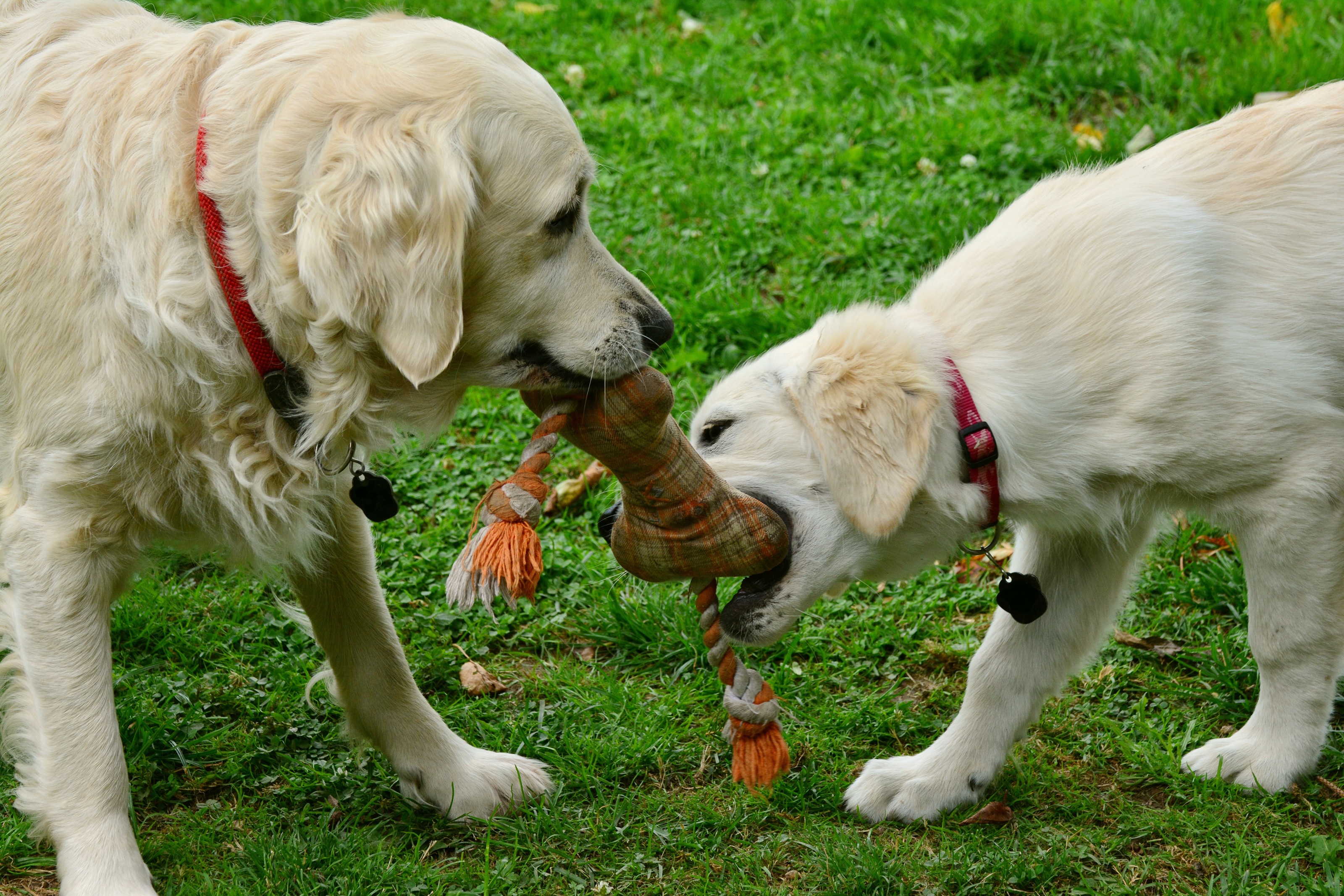 Arras : Woopets AI, l'intelligence artificielle qui répond aux besoins de santé des animaux