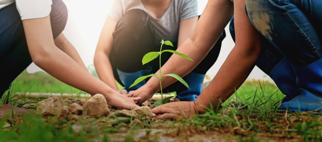 Chèque-Arbre 71 : la Saône-et-Loire se mobilise pour encourager les projets de plantation